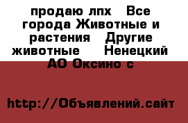 продаю лпх - Все города Животные и растения » Другие животные   . Ненецкий АО,Оксино с.